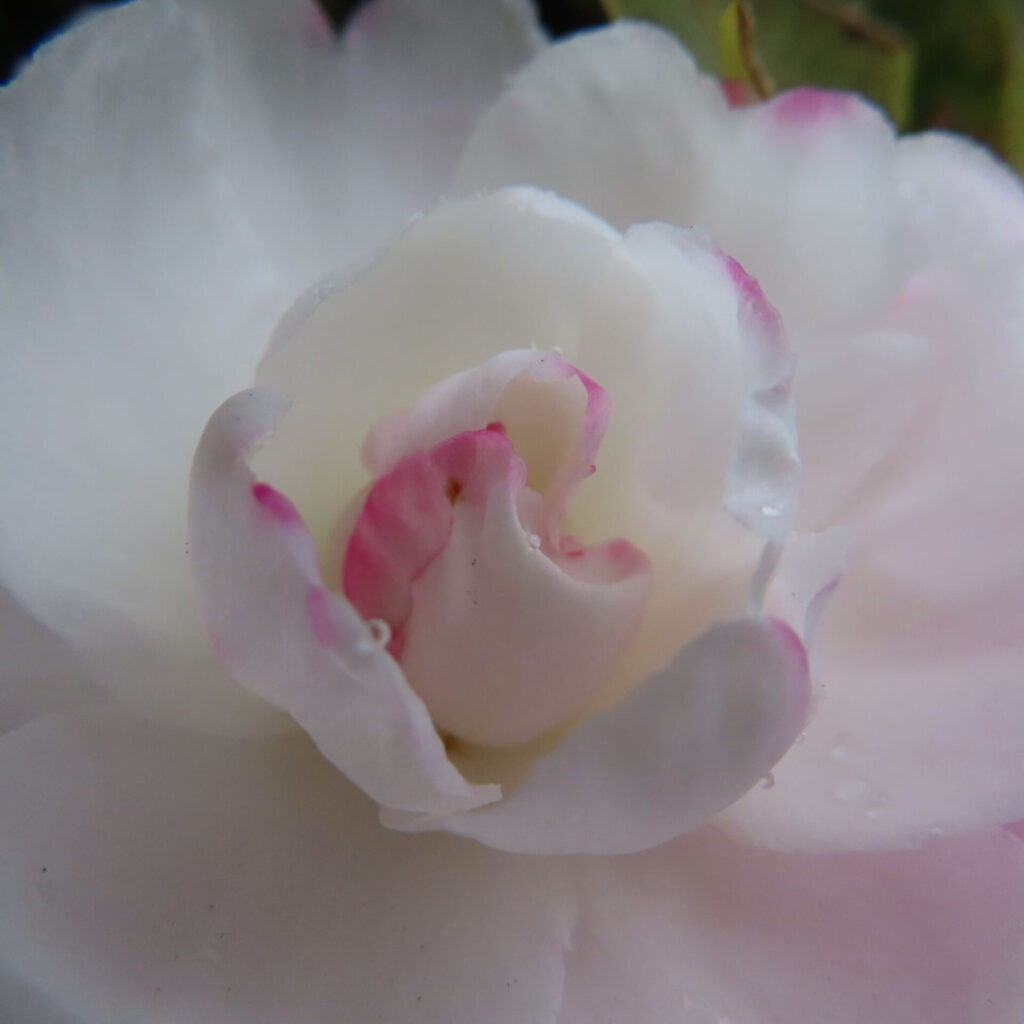 白いサザンカの花を中心部に寄って捉えたクローズアップ写真。幾重にも重なる白い花弁の内側に淡いピンクが差し、花芯へと巻き込むような形状と微細な水滴が、柔らかさと清楚な質感を際立たせている。