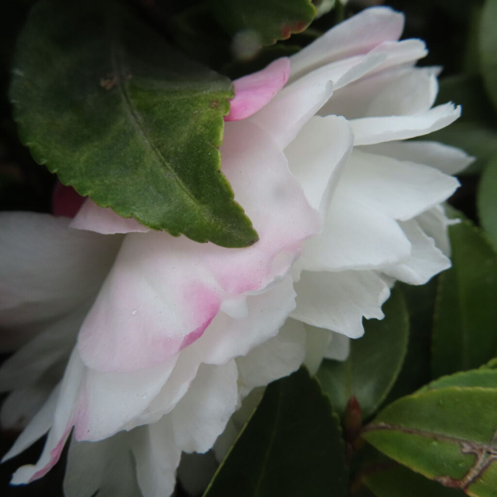 白いサザンカの花を横から捉えたクローズアップ写真。重なり合う純白の花弁の縁に淡いピンクが差し、手前に重なる濃緑の葉が花の柔らかな質感と奥行きを引き立てている。