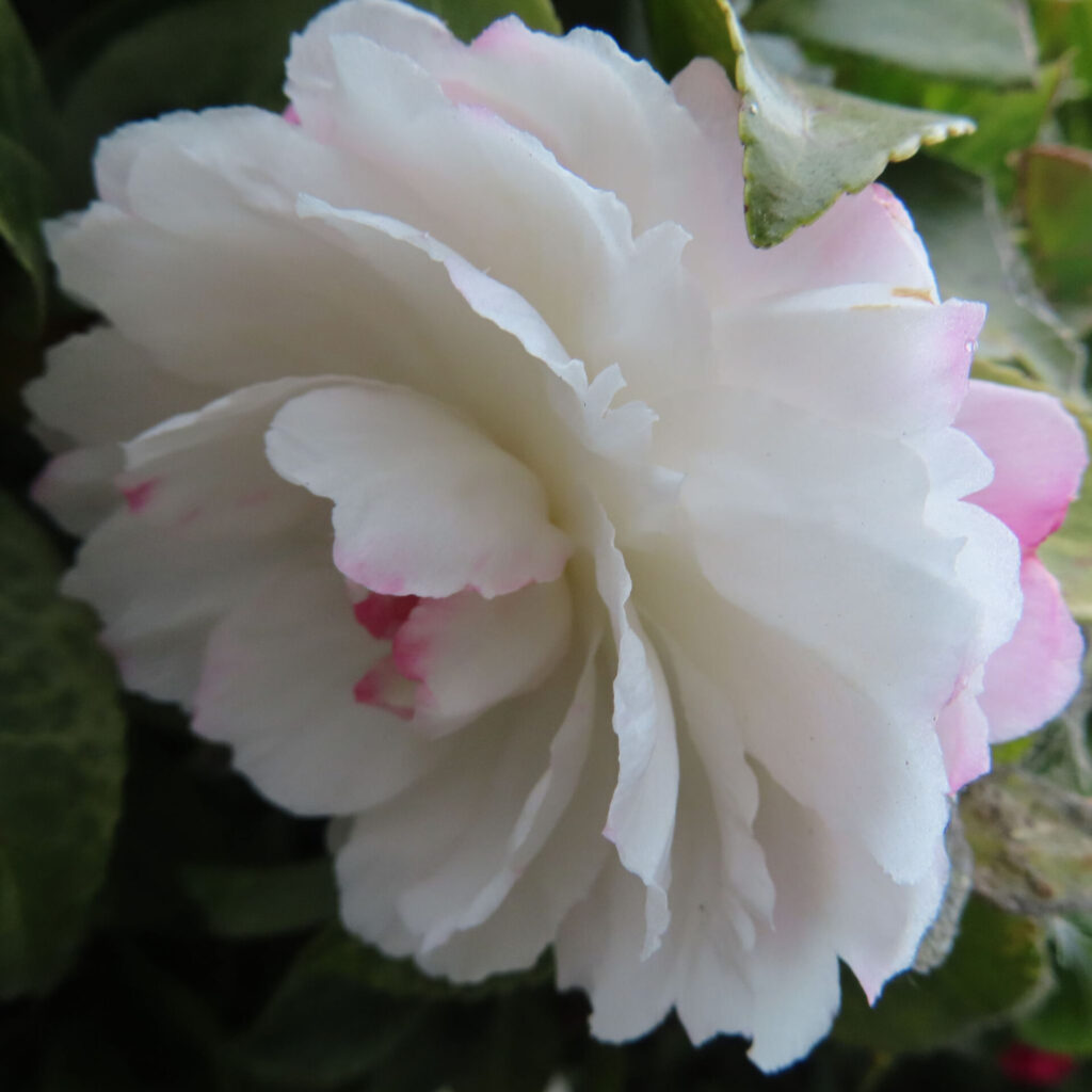 白いサザンカの花をやや斜め上から捉えたクローズアップ写真。重なり合う純白の花弁の縁に淡いピンクがにじみ、周囲の濃緑の葉をぼかした背景が花の柔らかさと清楚な質感を引き立てている。