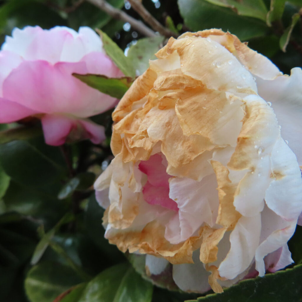 花弁が茶色く乾きかけたサザンカの花を前景に捉え、奥に淡いピンク色の別のサザンカがぼけて写り込むクローズアップ写真。水滴を残した花弁と深緑の葉が、時間の移ろいと自然の対比を静かに表現している。