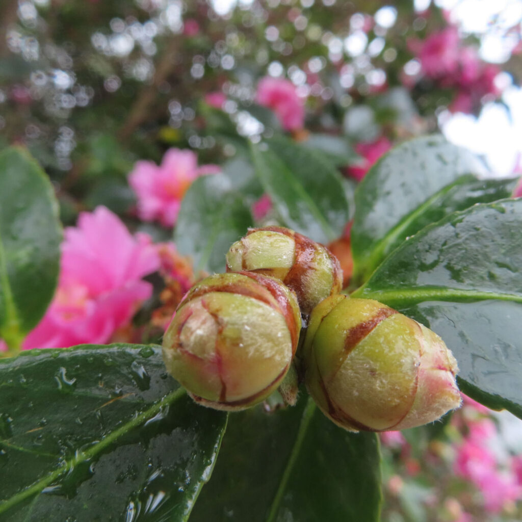 雨に濡れたサザンカのつぼみを接写した写真。濃い緑色の光沢ある葉の上に三つ並んだ丸いつぼみがあり、表面には水滴が残り、背景にはピンク色の花をやわらかくぼかして奥行きを感じさせている。