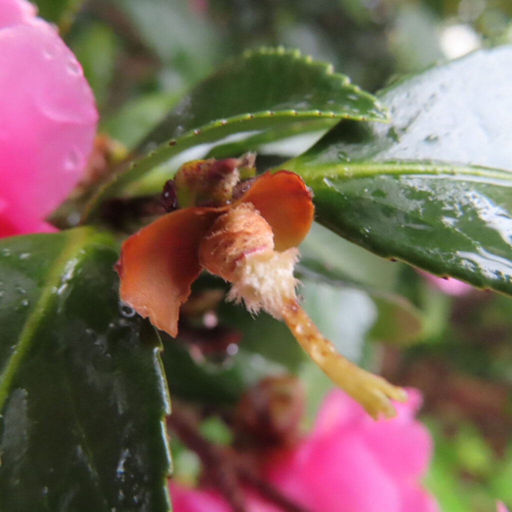 サザンカの花後に残る雄しべと花托のクローズアップ、雨粒をまとった緑の葉の上に垂れ下がる黄色い花柱と褐色の花弁残骸を写したマクロ写真