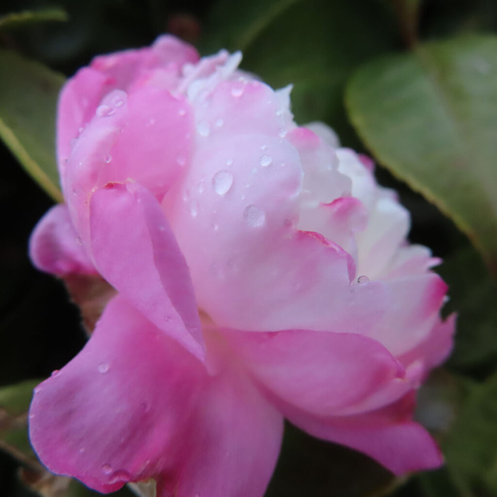 淡いピンクと白が混ざり合うサザンカの花を横から捉えたクローズアップ写真。重なり合う花弁の表面に水滴が点在し、背景の濃緑の葉をぼかすことで、しっとりとした質感と静かな冬の雰囲気を強調している。