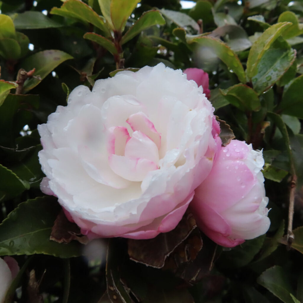 白と淡いピンクが重なり合うサザンカの花を正面から捉えたクローズアップ写真。中心の白い花弁に淡紅色がにじみ、隣に並ぶピンクのつぼみと水滴を帯びた葉が、しっとりとした冬の庭の雰囲気を表現している。