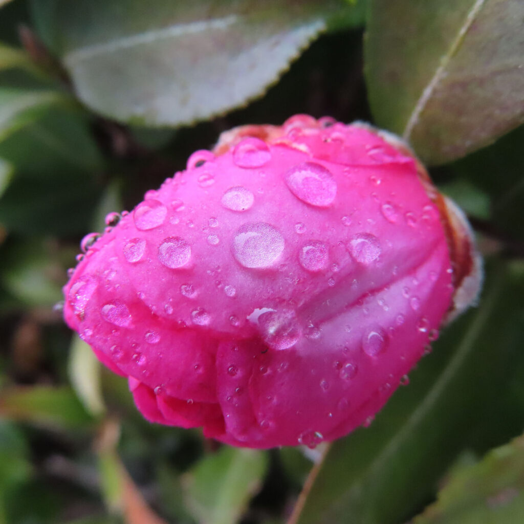 雨粒をまとった濃いピンク色のサザンカのつぼみをクローズアップで捉えた写真。丸く閉じた花弁の表面に大小の水滴が付着し、背景の緑の葉を大きくぼかすことで、しっとりとした質感と冬の静けさを強調している。