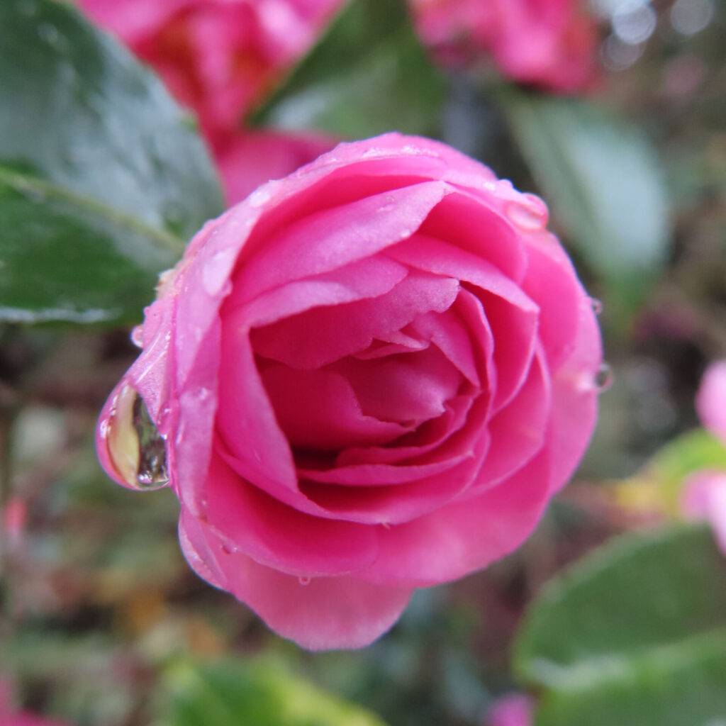 雨粒をまとったピンク色のサザンカの花を正面から捉えたクローズアップ写真。渦を描くように重なる花弁の縁に大きな水滴が残り、背景の緑の葉とピンクの花を大きくぼかして、みずみずしさと立体感を際立たせている。