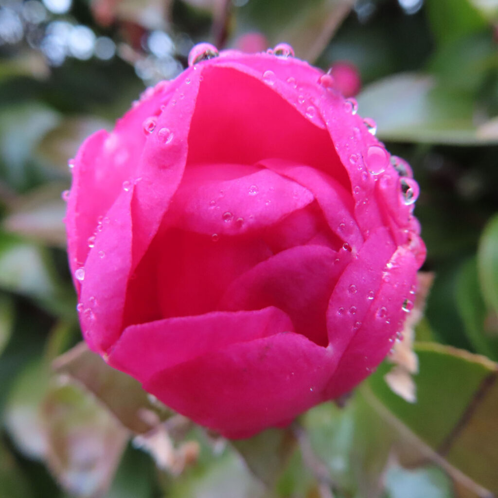 雨粒をまとい半開きになった濃いピンク色のサザンカのつぼみを正面から捉えたクローズアップ写真。厚みのある花弁の内側がのぞき、背景の葉や枝を大きくぼかすことで、みずみずしさと立体感を強調している。