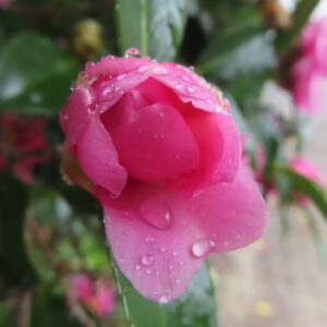 雨粒をまとったピンク色のサザンカの花を横向きに捉えたクローズアップ写真。半開きの花弁の内側に濃い桃色が見え、透明な水滴が花弁の縁に並び、背景の緑の葉がやわらかくぼけて冬のしっとりした雰囲気を伝えている。