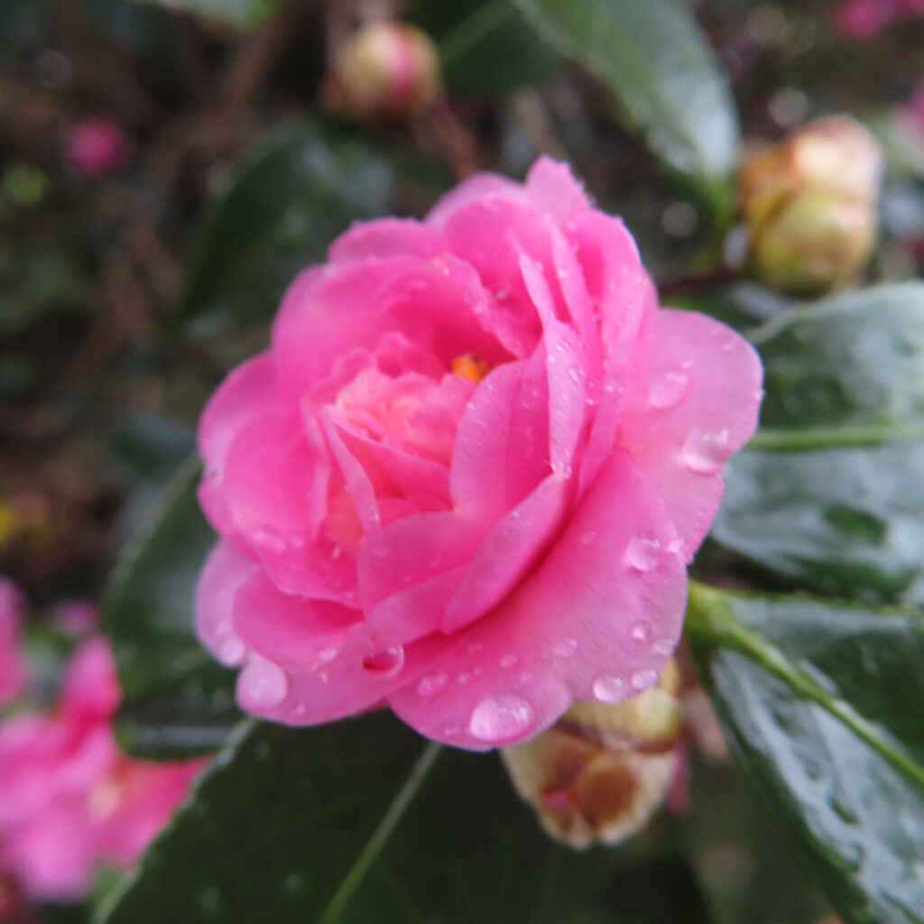 雨粒をまとった濃いピンク色のサザンカの花を正面から捉えたクローズアップ写真。幾重にも重なる花弁に透明な水滴が点在し、背景の深緑の葉とつぼみを大きくぼかすことで、しっとりとした冬の雰囲気と立体感を強調している。