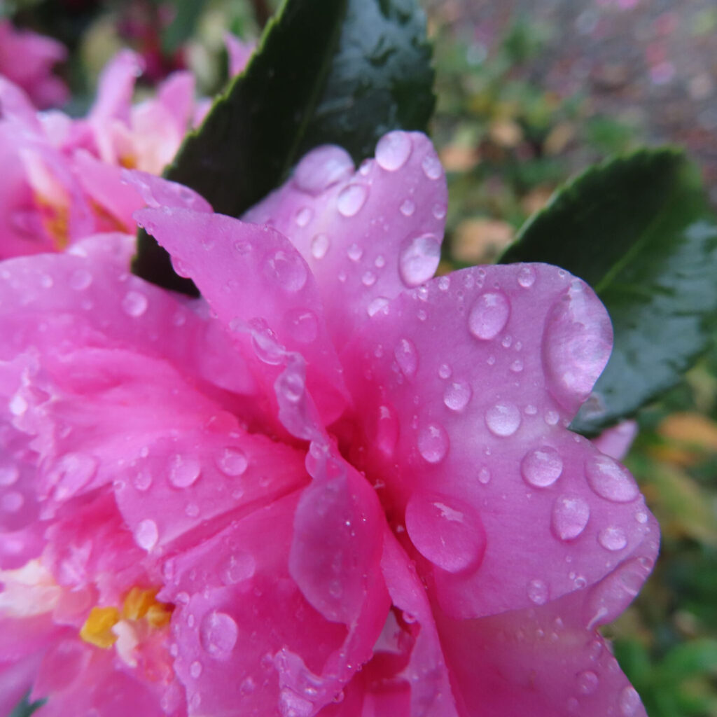 雨粒をたっぷりまとったピンク色のサザンカの花弁を接写した写真。重なり合う花弁の縁や表面に大小の水滴が並び、背景の緑の葉をぼかすことで、みずみずしさと花弁の柔らかな質感を強調している。