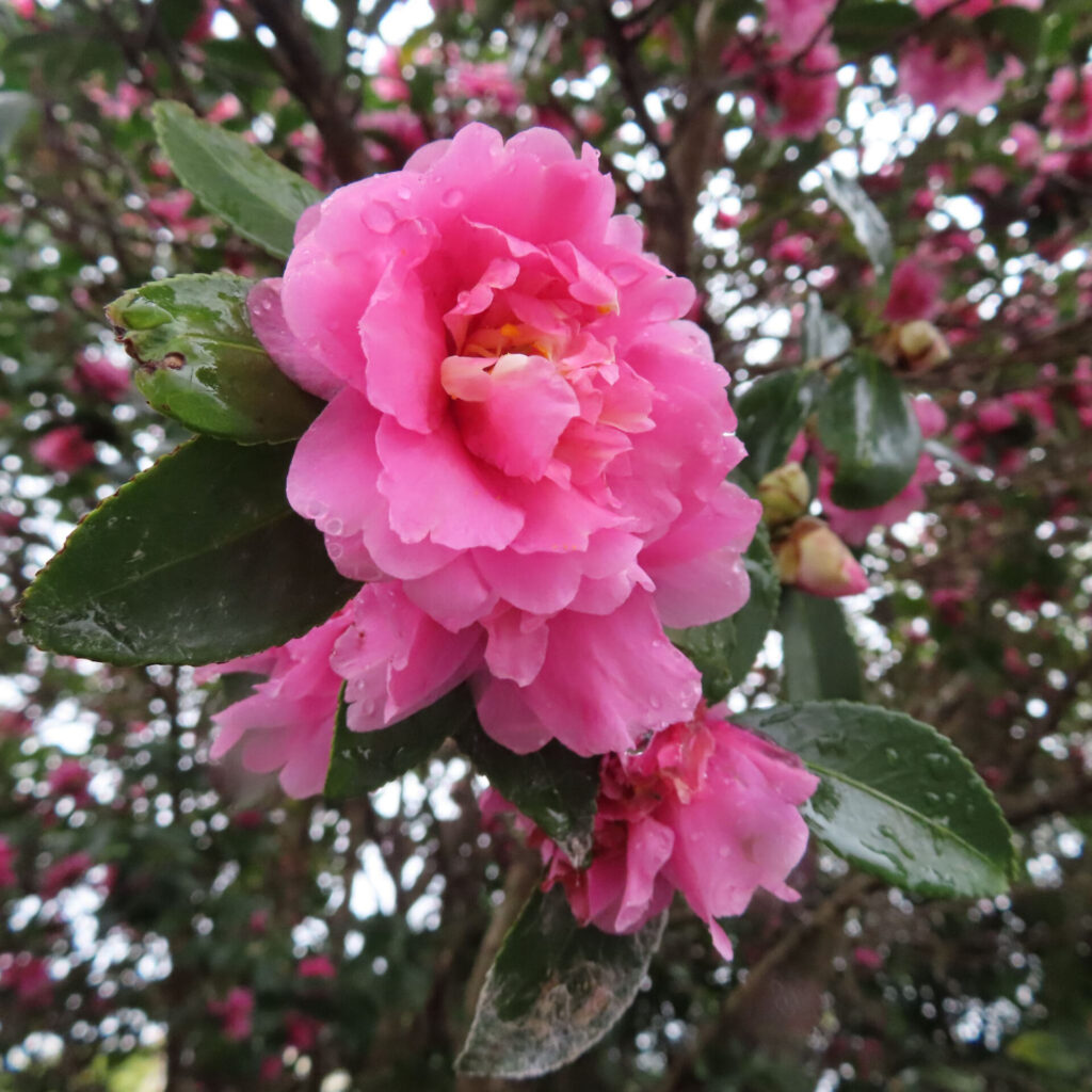 雨に濡れた濃いピンク色のサザンカの花を下から見上げるように捉えた写真。幾重にも重なる花弁に水滴が残り、周囲のつぼみや濃緑の葉、背景の樹木を大きくぼかして、冬の庭に咲く華やかさと立体感を表現している。