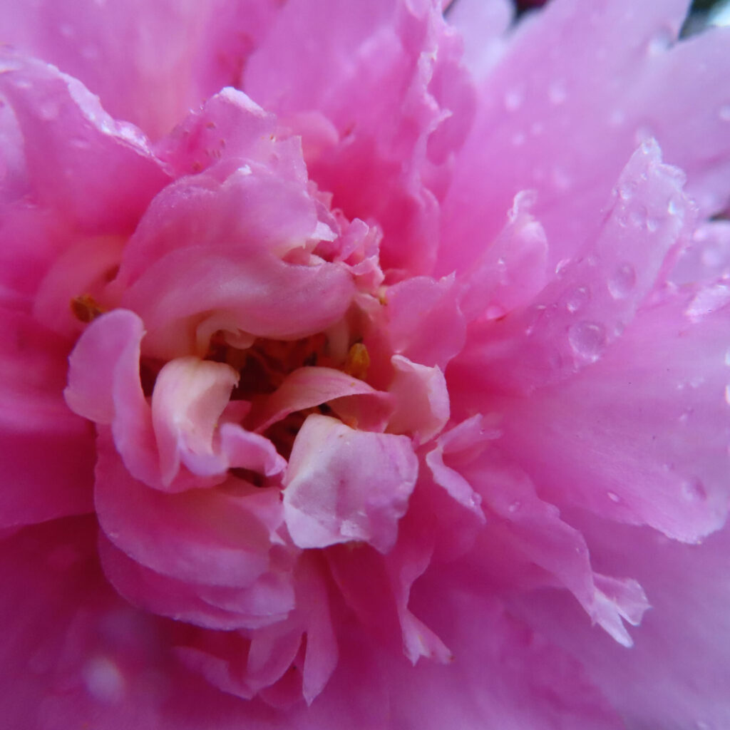 雨粒をまとったサザンカの花芯を真正面から捉えたマクロ写真、幾重にも重なる濃淡ピンクの花弁と中心部の雄しべを鮮明に写したクローズアップ
