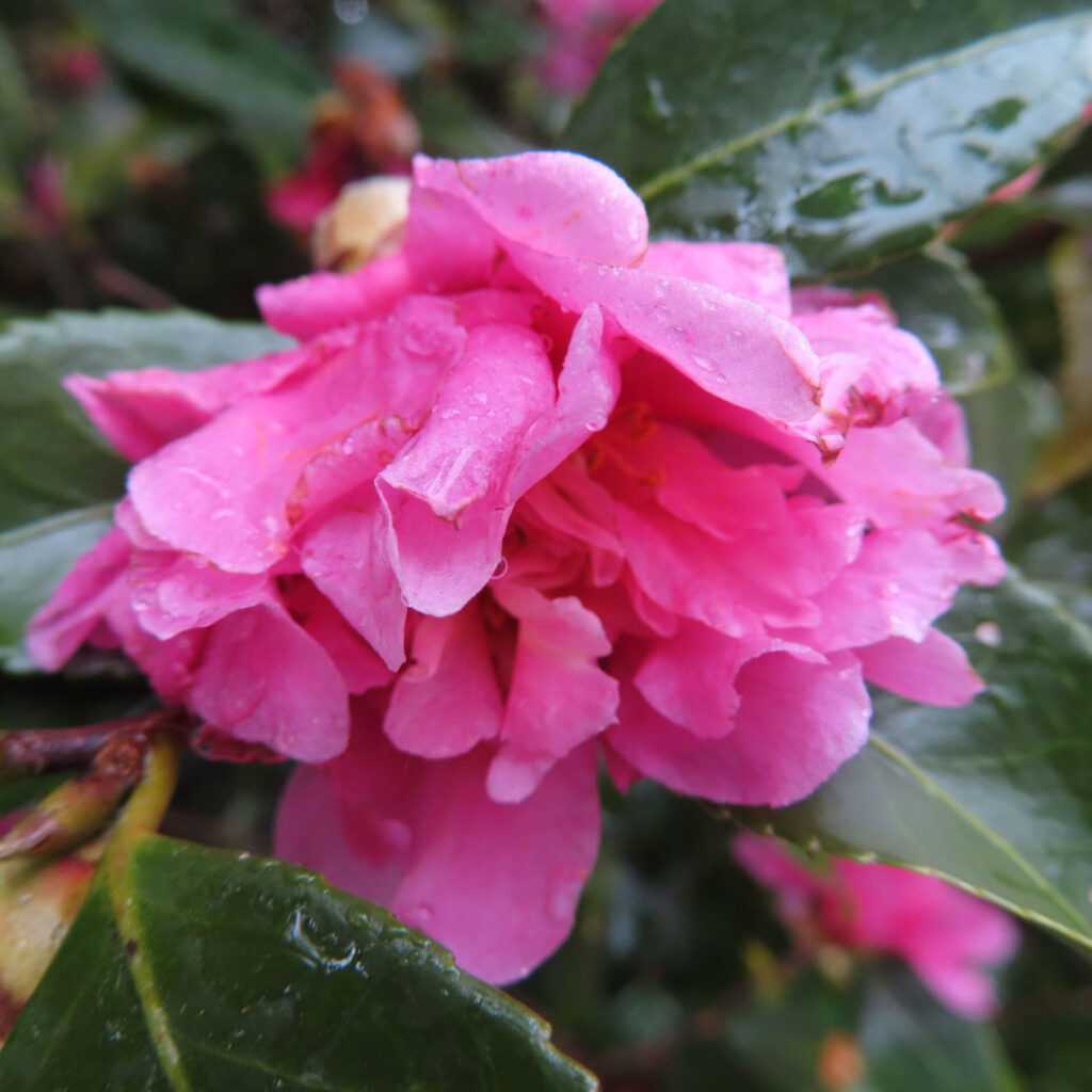 雨粒をまとった濃いピンク色の八重咲きサザンカの花をクローズアップで捉え、光沢のある濃緑の葉に囲まれた自然な構図の写真