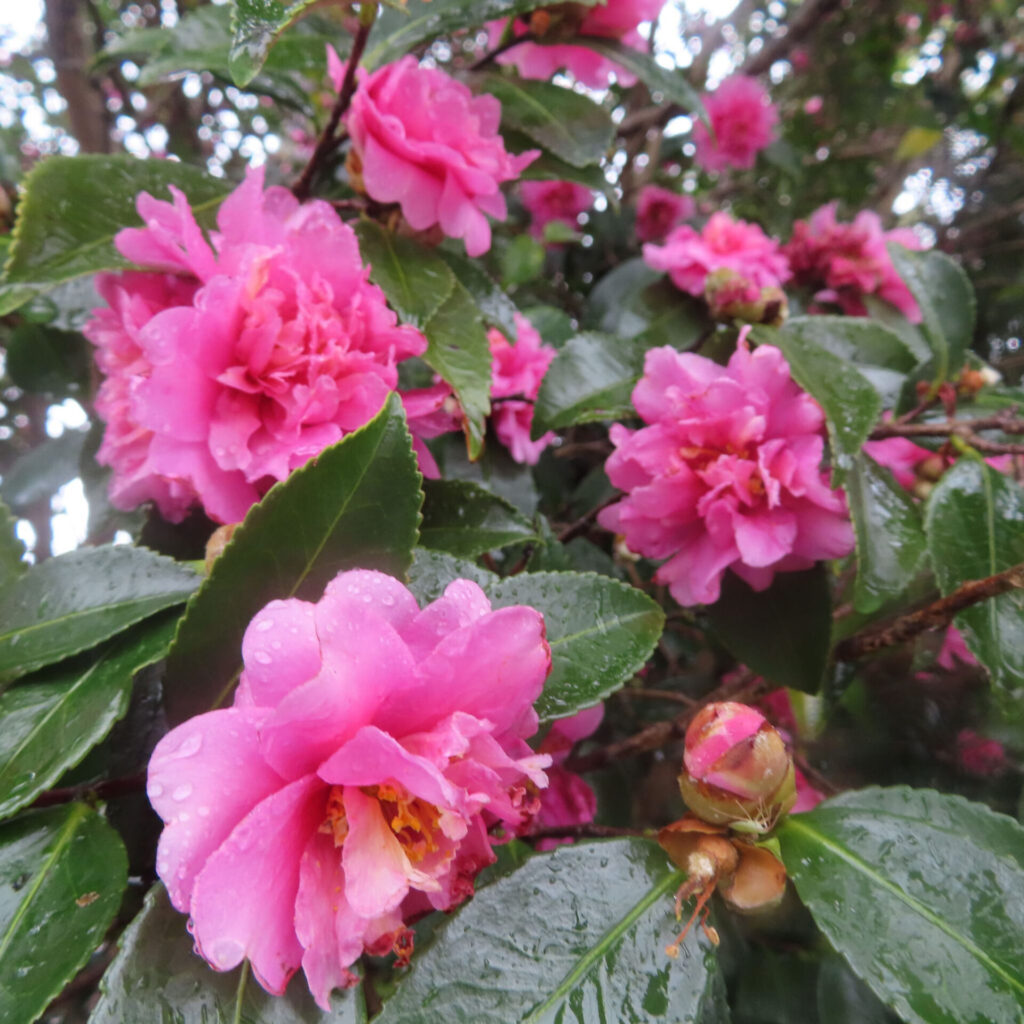 雨に濡れたピンク色の八重咲きサザンカが枝いっぱいに咲く様子を捉えた写真。水滴をまとった花弁と光沢のある濃緑の葉、つぼみや花後の姿も写り込み、自然の中で群生する立体感と季節感を表現している。