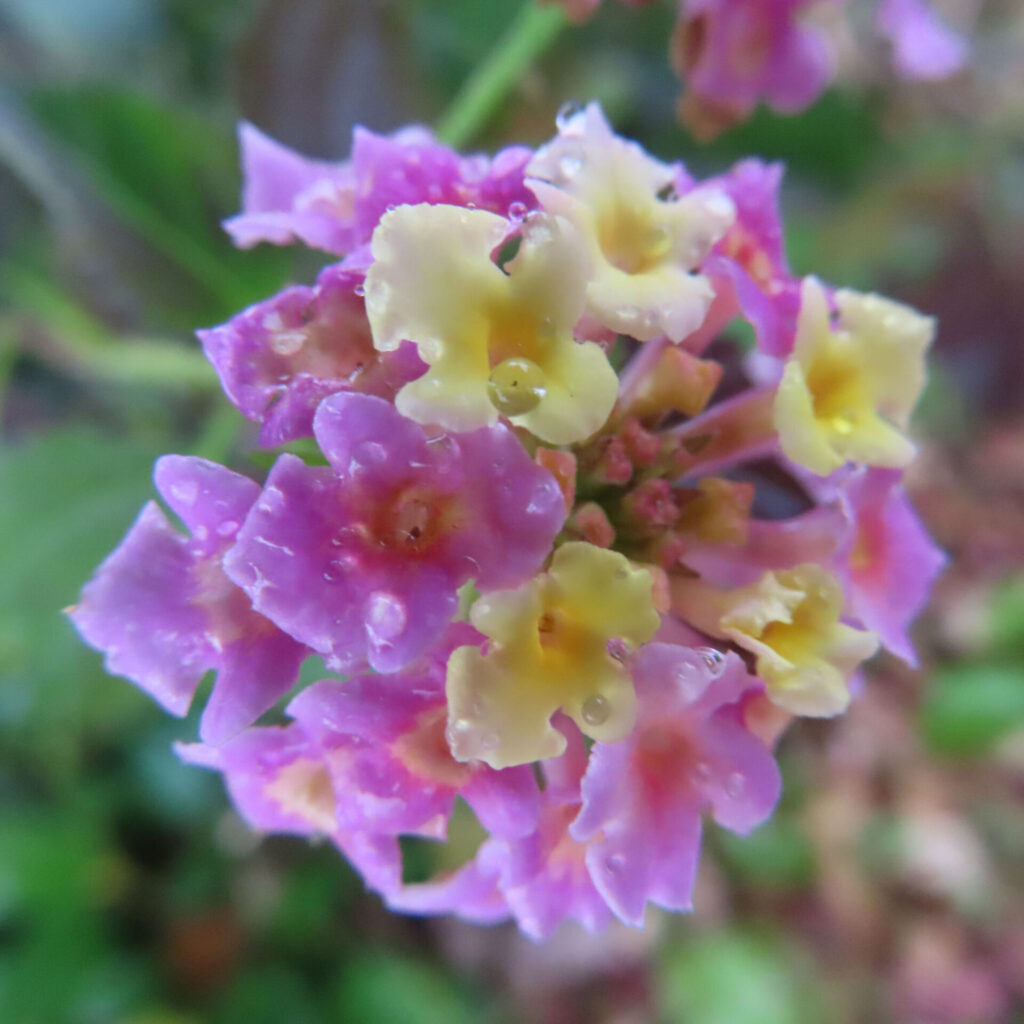 雨粒をまとったピンクと黄色のランタナの小花が密集して咲く花房をクローズアップで捉えた写真、自然光の中で背景が柔らかくぼけた繊細な描写