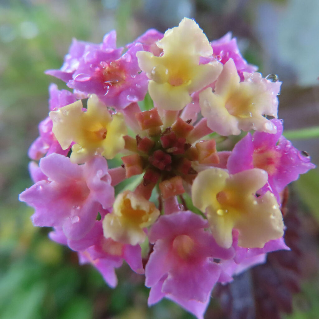 ピンクと黄色の小花が円形に集まって咲くランタナの花房を真上から捉えたマクロ写真、花弁に雨粒が残り、中心部の蕾と放射状の配置がわかる背景ぼけの自然描写
