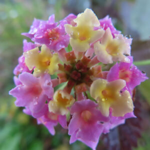 ピンクと黄色の小花が円形に集まって咲くランタナの花房を真上から捉えたマクロ写真、花弁に雨粒が残り、中心部の蕾と放射状の配置がわかる背景ぼけの自然描写