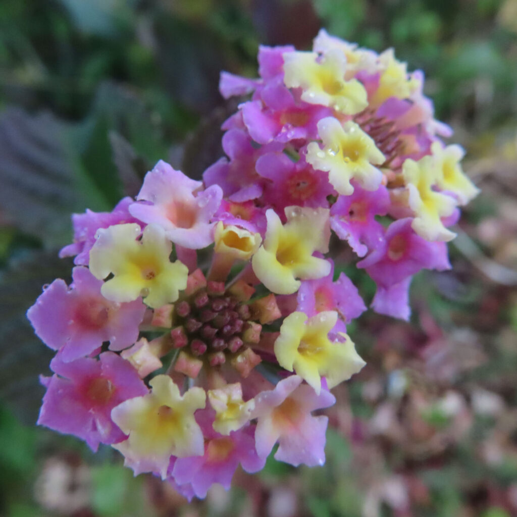 ピンクと黄色の小花が放射状に集まって咲くランタナの花房を上から捉えた接写写真、花弁に朝露が残り背景は柔らかくぼけた自然光の一枚