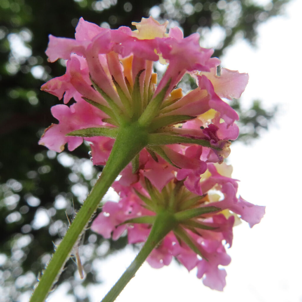 下から見上げる構図で捉えたランタナの花房の写真、ピンクと黄色の小花が放射状に咲き、緑の花柄とがくが透過光に浮かび、背景は木漏れ日の玉ボケで柔らかくぼけている