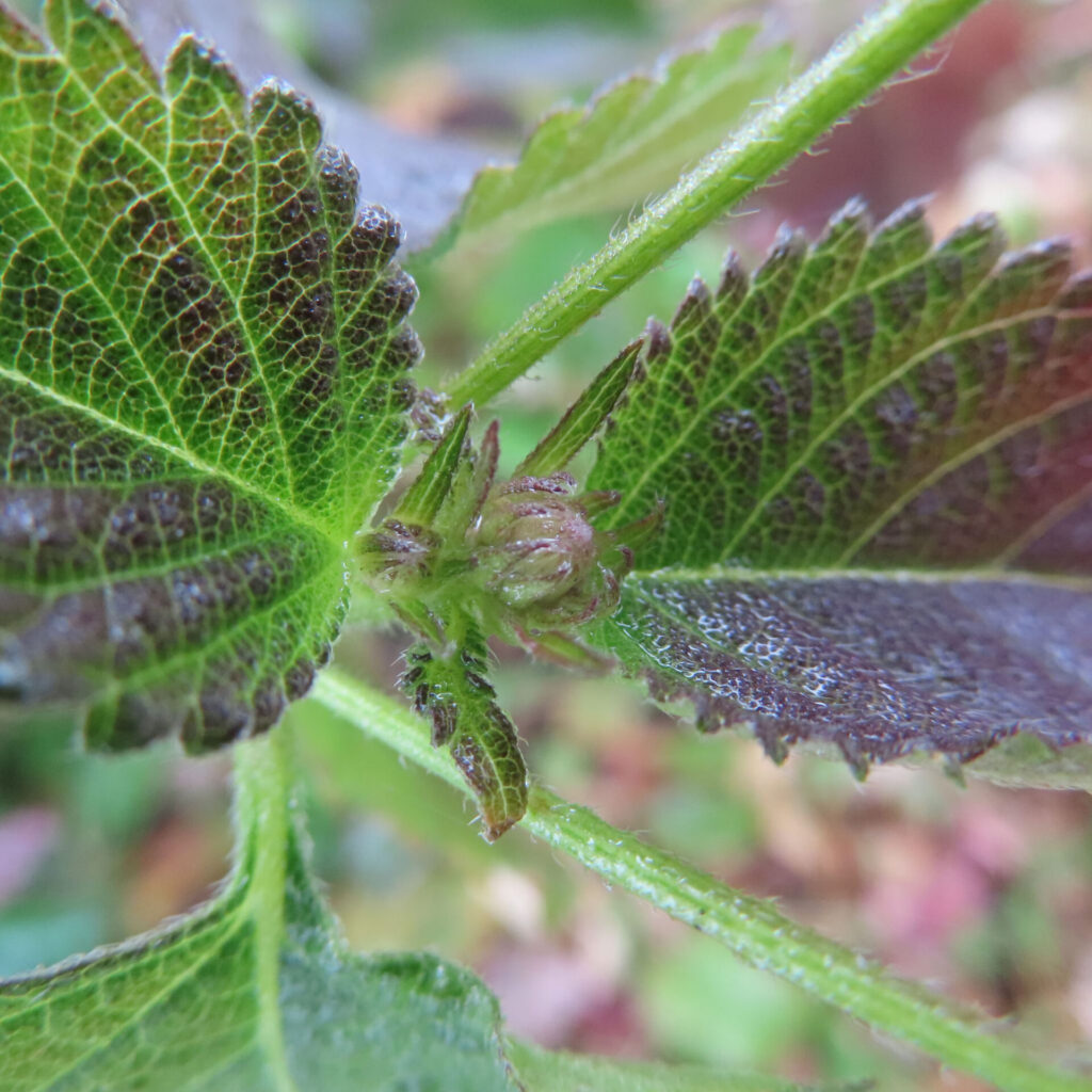 ランタナの若い花芽と新芽を中心に、赤紫を帯びた葉と緑の葉柄が放射状に広がる様子を捉えたマクロ写真、細かな毛と葉脈が見え、背景は自然光で柔らかくぼけている