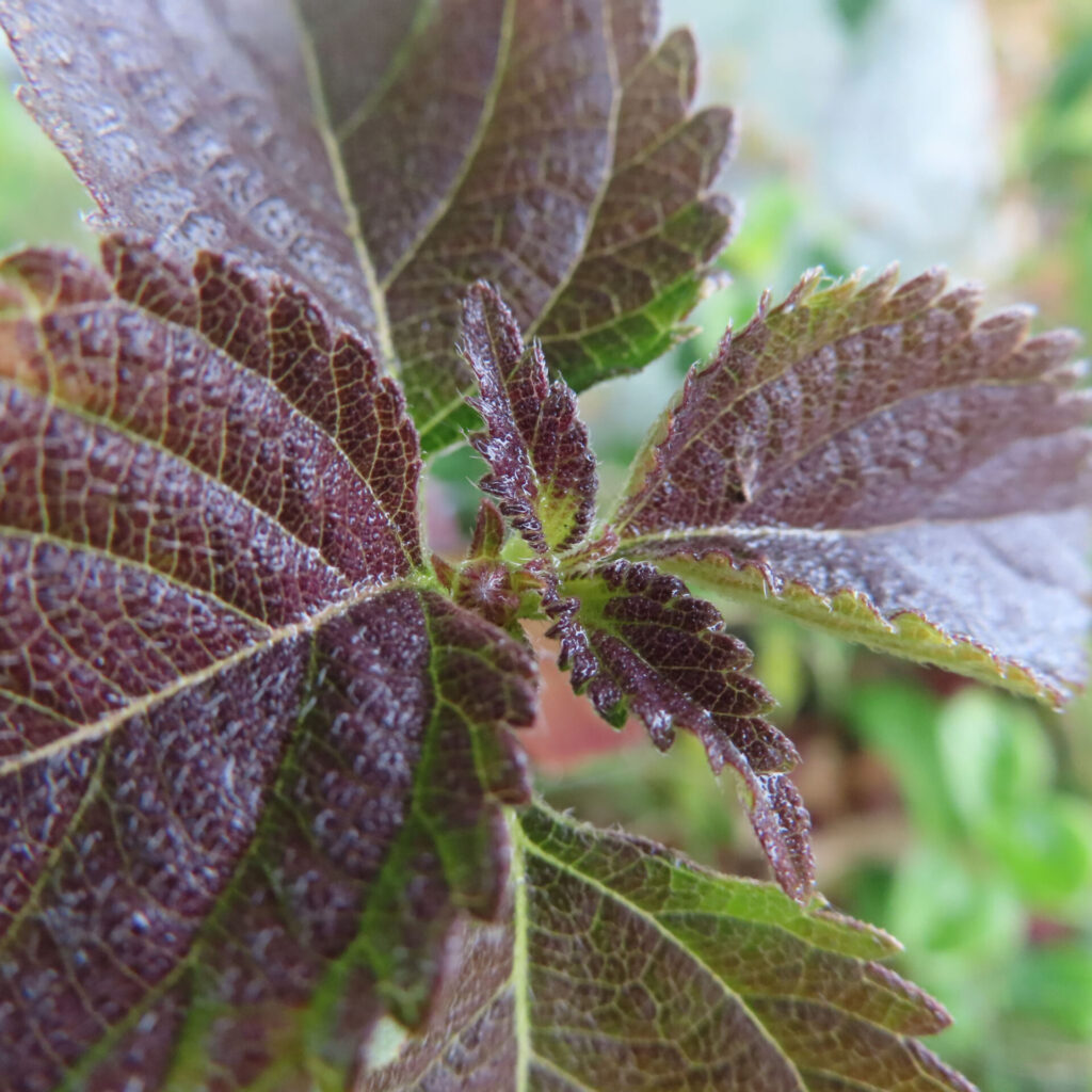 赤紫色を帯びたランタナの若葉と新芽を真上から捉えたマクロ写真、細かな葉脈と鋸歯がはっきり見え、背景は自然光で柔らかくぼけた構図
