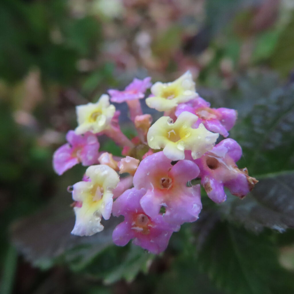 ピンクと淡い黄色の小花が混ざり合って咲くランタナの花房を斜めから捉えたクローズアップ写真、花弁に水滴が付き、背景の緑がやわらかくぼけた自然な質感