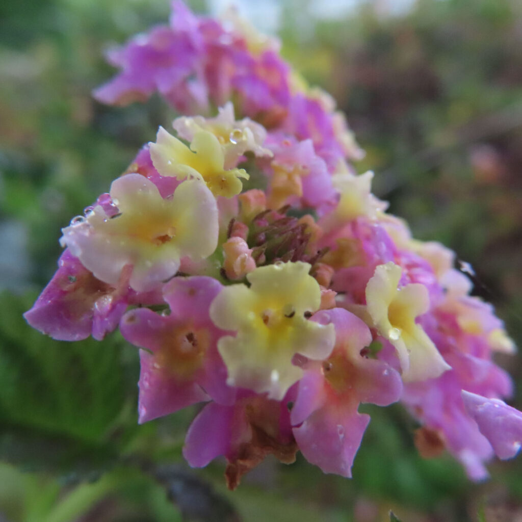 雨粒をまとったピンクと黄色の小花が重なり合って咲くランタナの花房を斜めから捉えたクローズアップ写真、花弁のグラデーションと中心の蕾が際立ち、背景は自然光で柔らかくぼけている