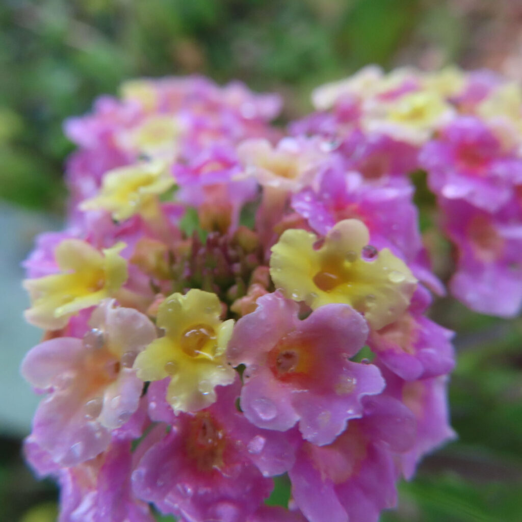 雨粒をまとったピンクと黄色の小花が密集して咲くランタナの花房を正面から捉えたクローズアップ写真、中心部の蕾と花弁のグラデーションが際立ち、背景は緑に柔らかくぼけている