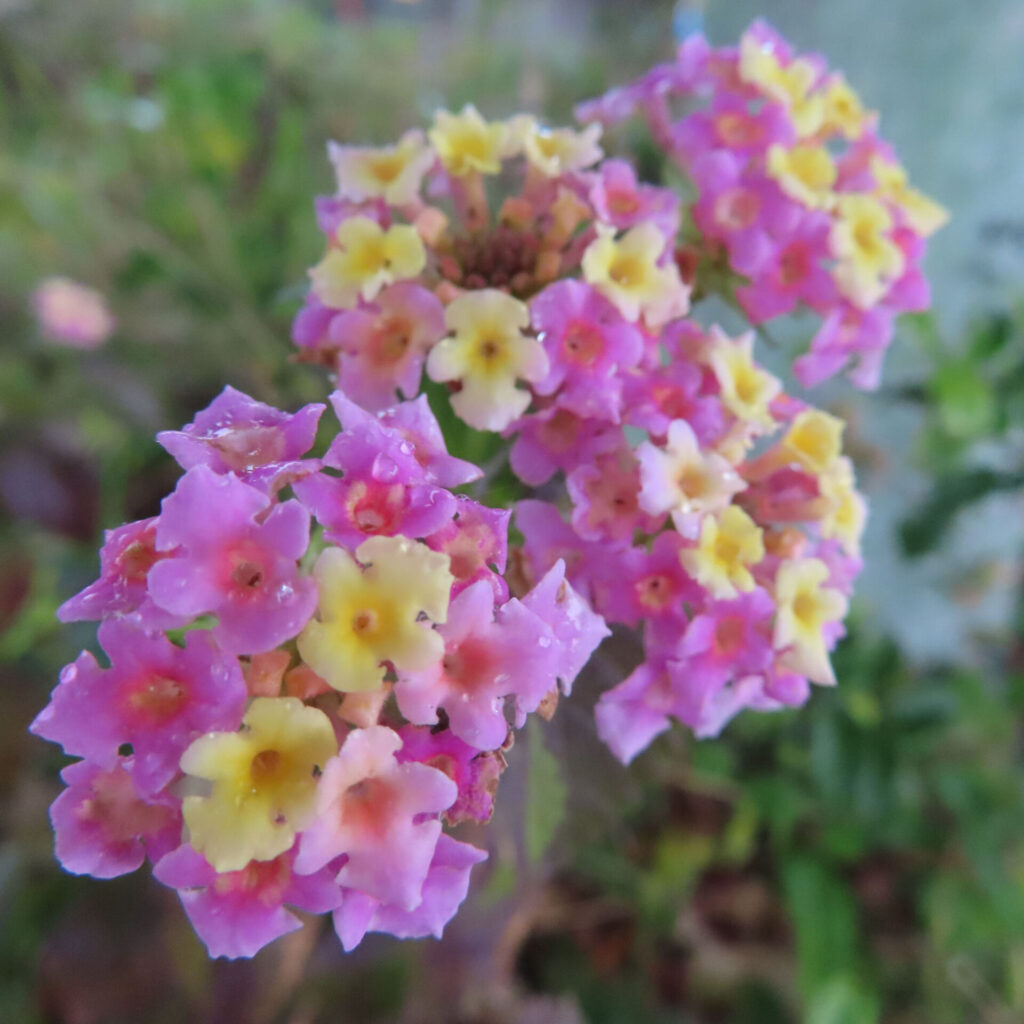 ピンクと黄色の小花が混ざり合って咲くランタナの花房が二つ並ぶ様子を斜めから捉えた写真、花弁に水滴が残り、背景は緑を基調にやわらかくぼけた自然な構図