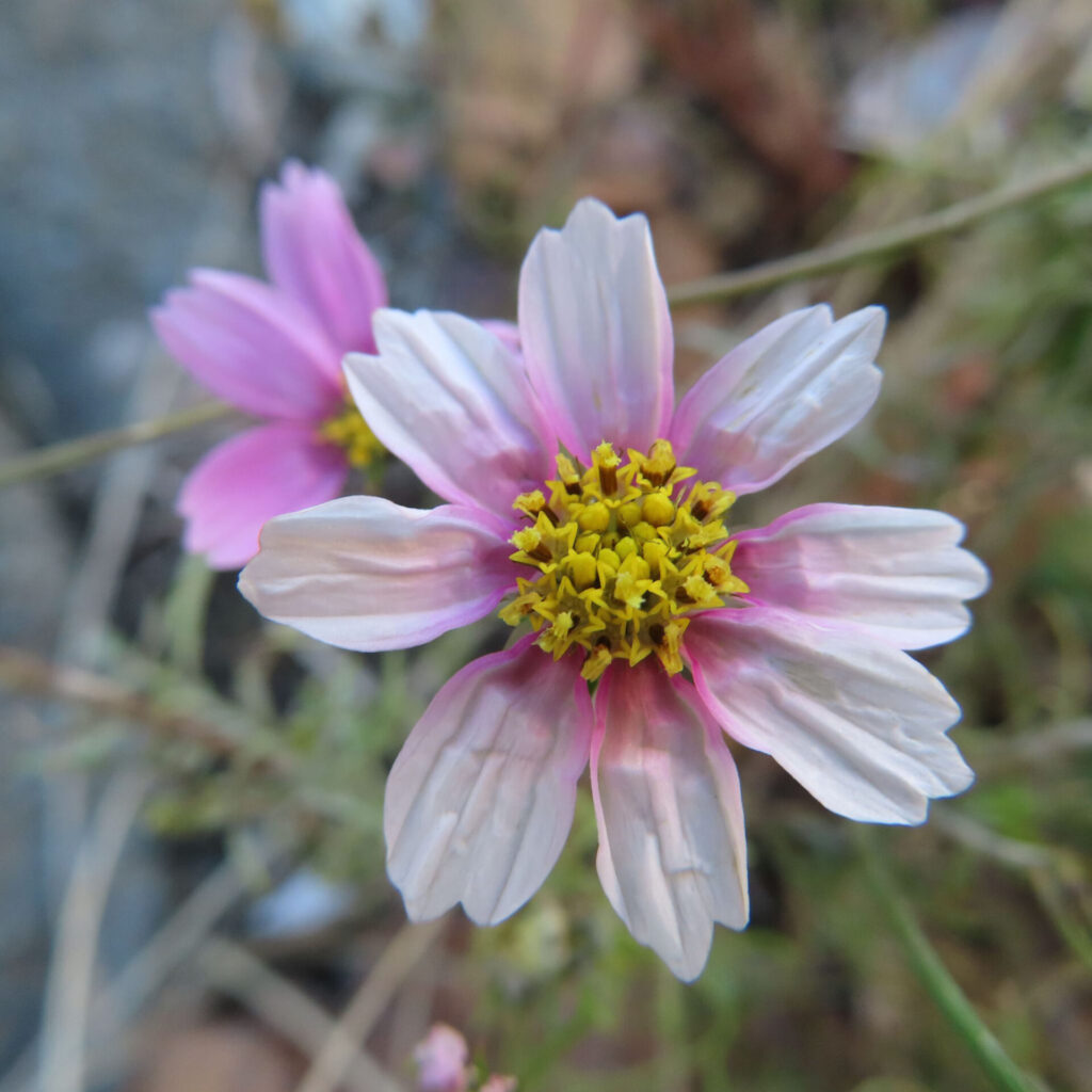 コスモスの花を正面から捉えた接写写真。淡いピンクから白へとグラデーションする花びらと、中央の黄色い花芯がくっきり見える一輪を主役に、背景にもう一輪が柔らかくぼけて写る自然光の構図。