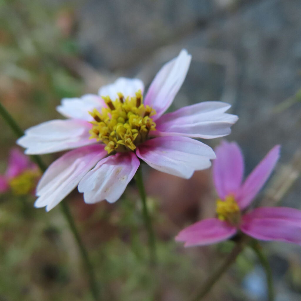 淡いピンクから白へと色づくコスモスの花を横向き気味に捉えた接写写真。黄色い花芯がはっきりと見える一輪を主役に、背景には別のコスモスが柔らかくぼけて写る自然な奥行きのある構図。