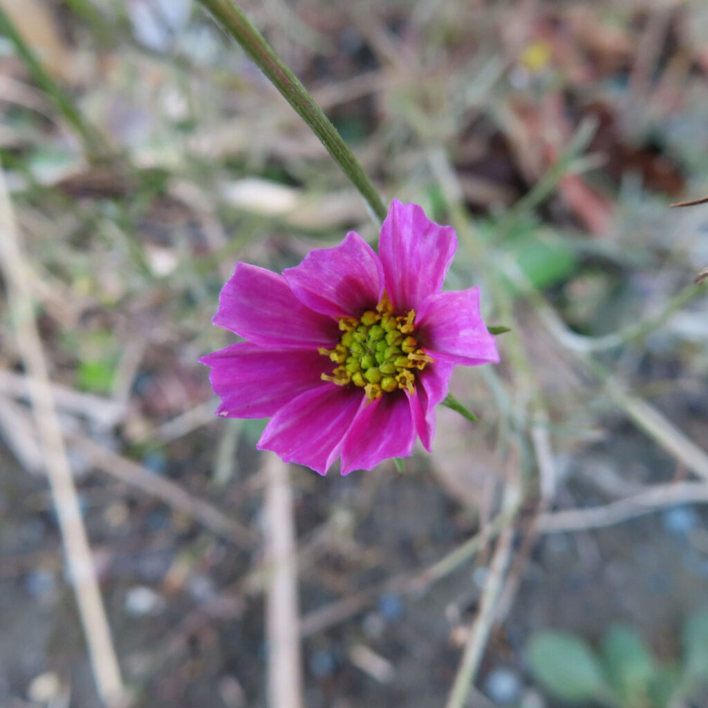 濃いピンク色のコスモスの花を上からやや斜めに捉えた接写写真。黄色と黄緑が混ざる花芯を中心に、細い茎が斜めに伸び、背景の草や地面がやわらかくぼけた自然な奥行きのある構図。
