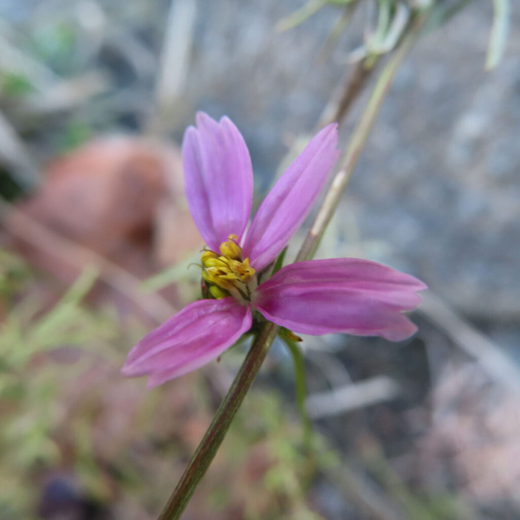 淡い紫がかったピンク色のコスモスを横向きに捉えた接写写真。細い茎に沿って花が斜めに咲き、黄色い花芯と数枚だけ開いた花びらが印象的で、背景の草や地面が柔らかくぼけた自然な構図。
