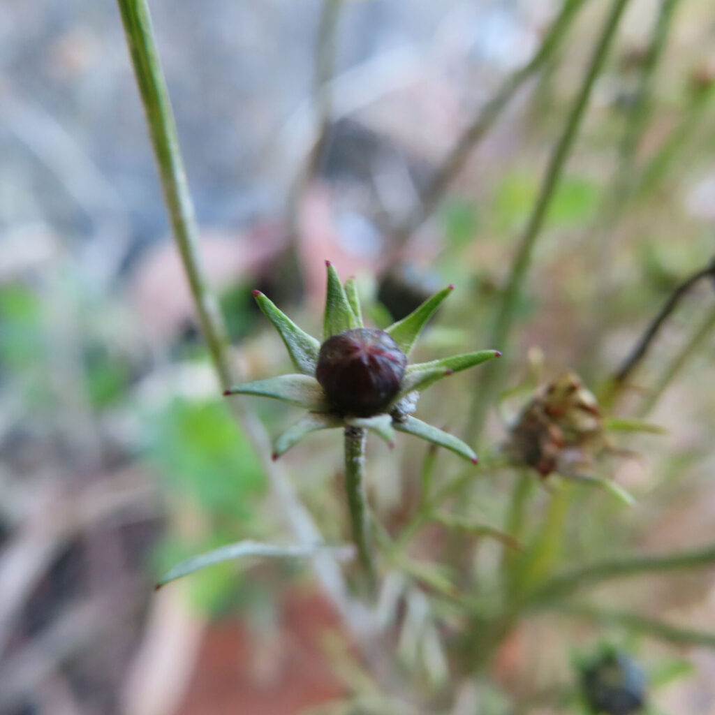 コスモスのつぼみを正面から捉えた接写写真。星形に開いた緑色の総苞に包まれた濃い赤紫色のつぼみが中心にあり、周囲の茎や背景は柔らかくぼけた自然な奥行きのある構図。