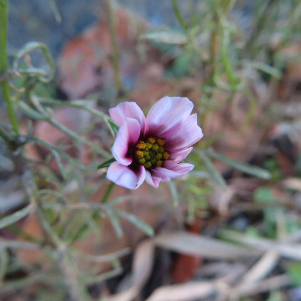 淡いピンク色のコスモスが咲き始めた様子を斜め上から捉えた接写写真。花びらが内側に少し巻き込み、黄緑色の花芯が見える半開花の一輪を主役に、細い葉と枯れ草が背景で柔らかくぼけた自然な構図。