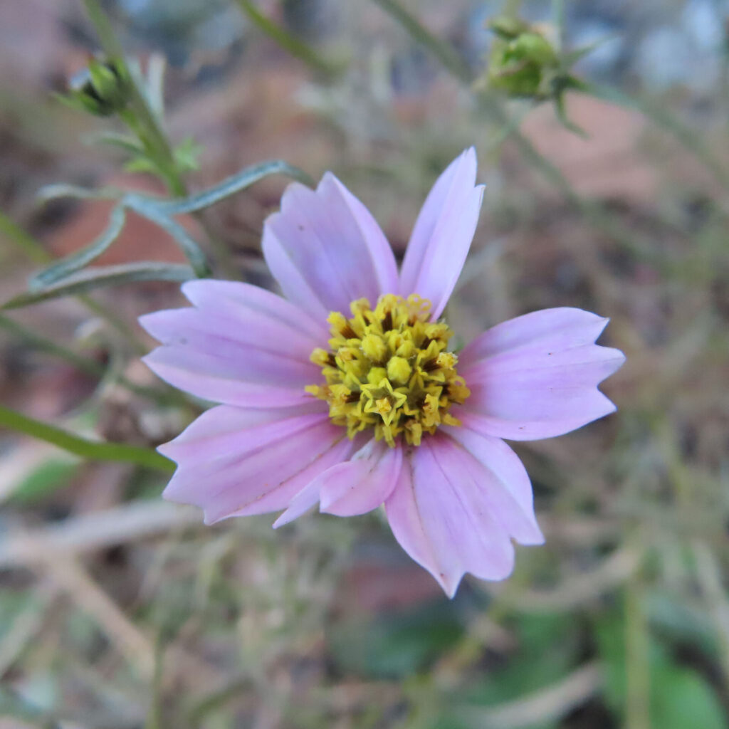 淡いピンク色のコスモスの花を正面から捉えた接写写真。黄色い花芯を中心に、やや不揃いに広がる花びらがやさしい印象を与え、背景の茎や枯れ葉が柔らかくぼけた自然な奥行きのある構図。