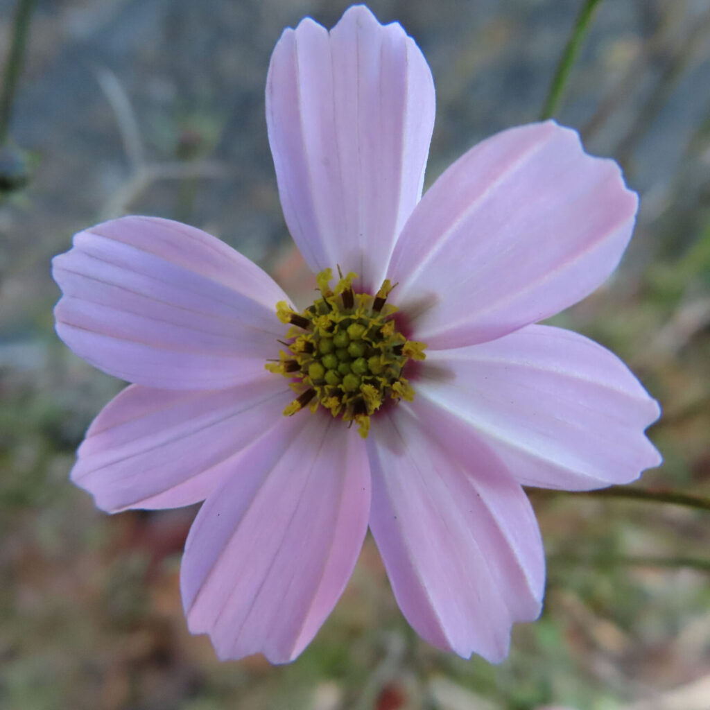 淡いピンク色のコスモスの花を正面から大きく捉えた接写写真。中央の黄色い花芯を囲むように放射状に広がる花びらが柔らかなグラデーションを見せ、背景の草や土がやさしくぼけた自然な構図。