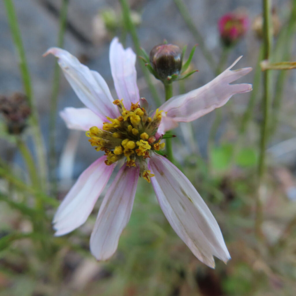 花びらが細く不規則に広がった淡いピンク色のコスモスを正面から捉えた接写写真。黄色い花芯を中心に、背後につぼみや茎が写り込み、背景の植物が柔らかくぼけた自然な奥行きのある構図。