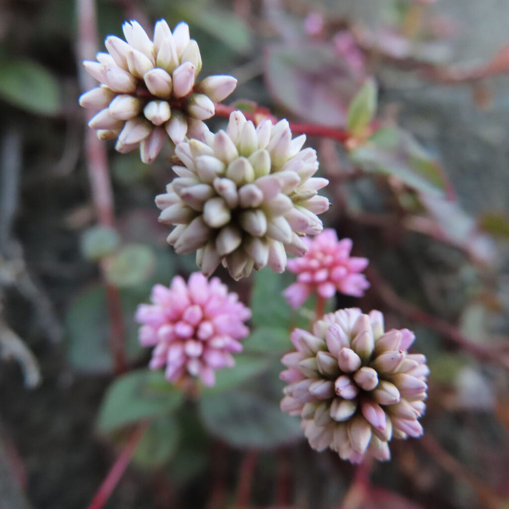 ヒメツルソバの丸い花序をクローズアップで撮影した写真｜白から淡いピンクへ色づく小花が球状に集まり、赤みのある茎と緑の葉が背景に柔らかくぼける自然風景