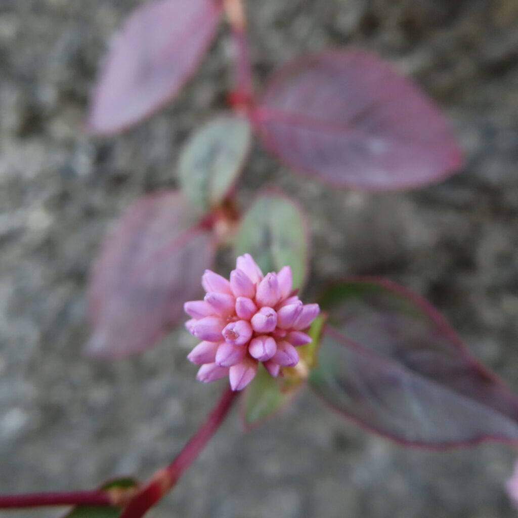 ヒメツルソバの花を上から捉えたクローズアップ写真｜淡いピンク色の小花が球状に集まり、赤みのある茎と紫がかった葉が背景に柔らかくぼける自然な構図