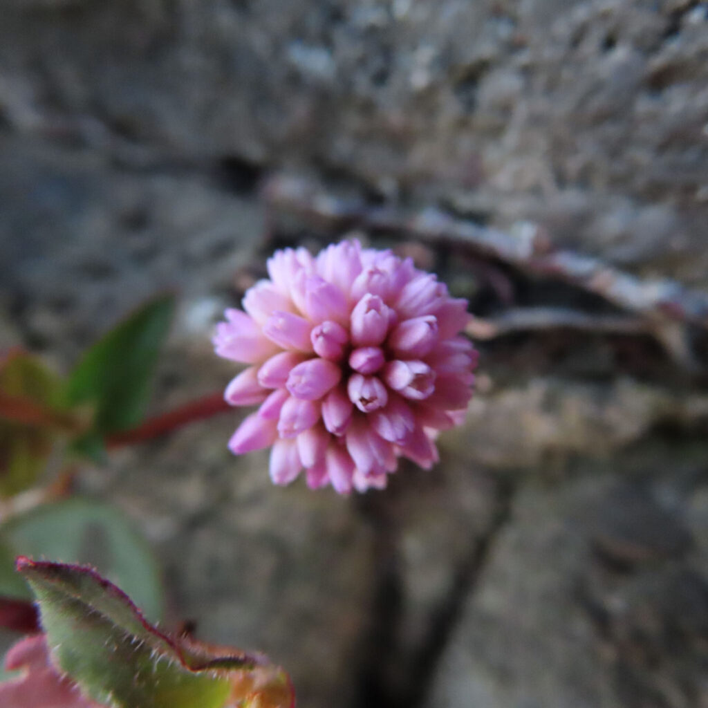 ヒメツルソバの花を真正面から捉えたクローズアップ写真｜淡いピンク色の小花が密に集まった球状の花序が主役で、赤みのある茎と葉が背景で柔らかくぼける自然な構図