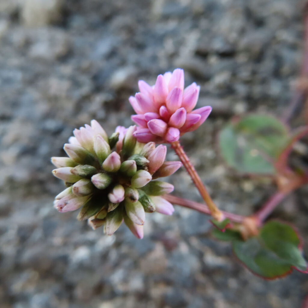 ヒメツルソバの異なる成長段階の花を捉えた写真｜淡いピンクに色づいた花序と白緑色の若い蕾が並び、赤みのある茎と小さな葉が背景に柔らかくぼけるクローズアップ構図