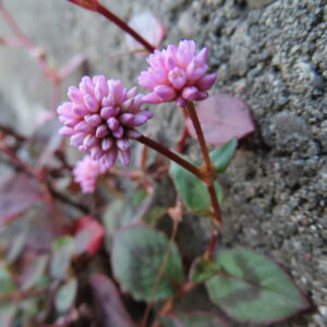 ヒメツルソバの花を2輪並べて捉えたクローズアップ写真｜淡いピンク色の球状の花序が赤みのある細い茎に咲き、緑と赤紫の葉が土壁を背景に柔らかくぼける自然な構図