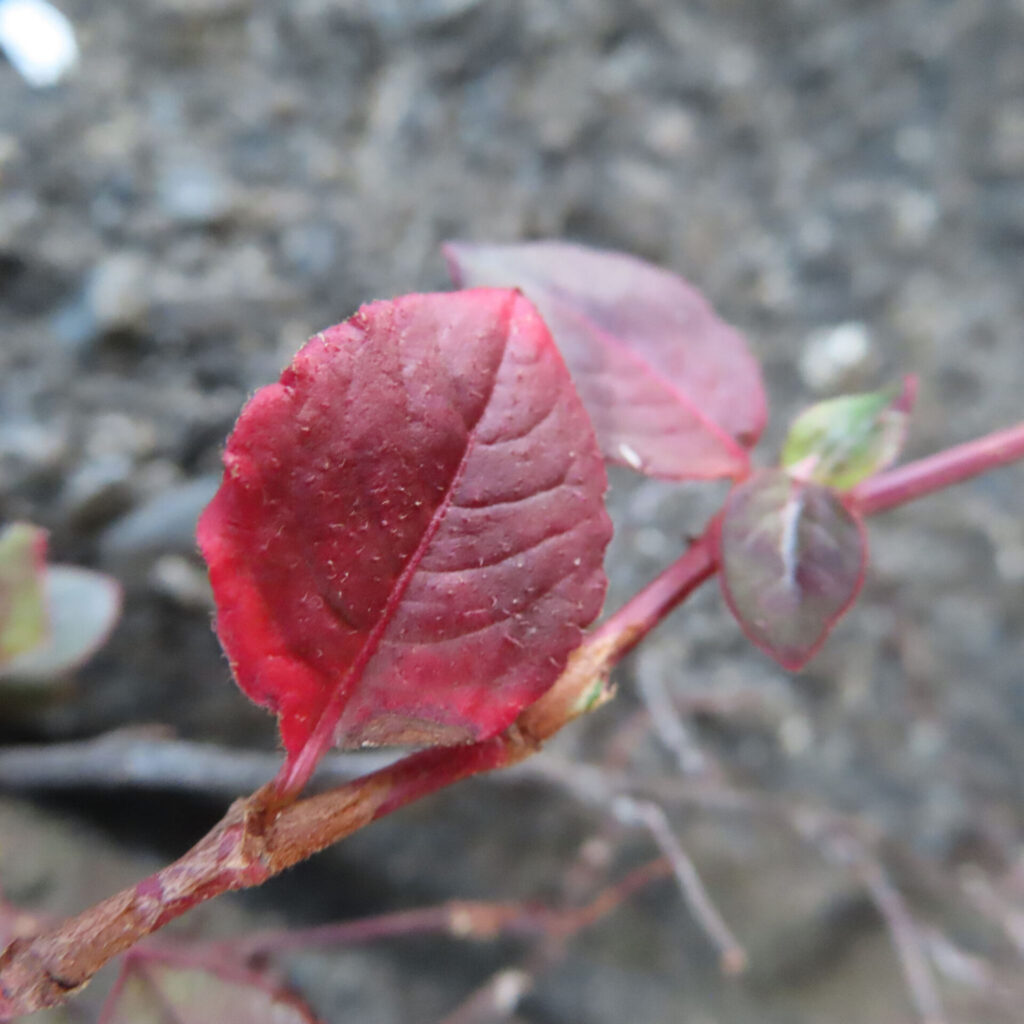 ヒメツルソバの赤く色づいた葉をクローズアップで撮影した写真｜赤紫に染まる楕円形の葉と赤い茎が印象的で、地面を背景に葉脈と質感が際立つ自然な構図