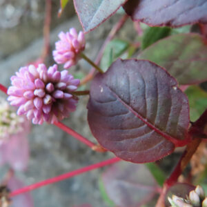 ヒメツルソバの花と葉を近接で捉えた写真｜淡いピンク色の球状の花序と赤紫に色づいた丸い葉が赤い茎に付き、自然なボケのある背景で質感と色合いが際立つ構図
