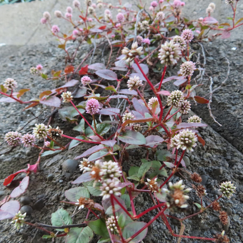 ヒメツルソバが地面を這うように群生する様子を捉えた写真｜赤い茎が広がり、淡いピンクから白色の球状の花序が点在し、緑から赤紫へ色づく葉が土の斜面に自然に広がる風景