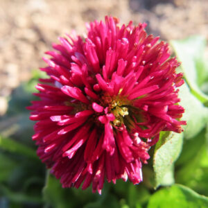デイジーの花を撮影した無料写真素材