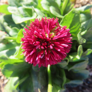 デイジーの花を撮影した無料写真素材
