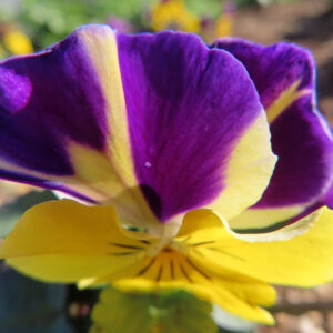 ビオラ・パンジーの花を撮影した無料写真素材