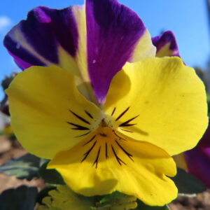 ビオラ・パンジーの花を撮影した無料写真素材